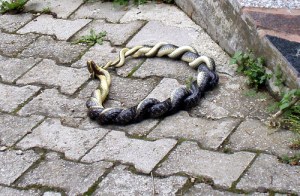 Photo by bejdigudi-zlati